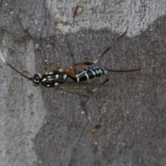 Xanthocryptus novozealandicus at Bruce, ACT - 11 Nov 2021