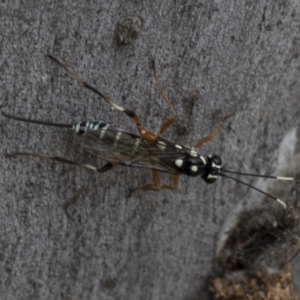 Xanthocryptus novozealandicus at Bruce, ACT - 11 Nov 2021