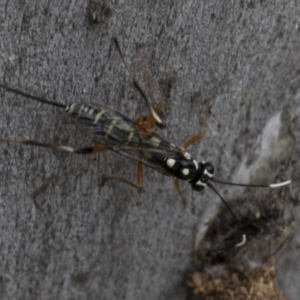 Xanthocryptus novozealandicus at Bruce, ACT - 11 Nov 2021 10:53 AM