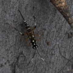 Xanthocryptus novozealandicus at Bruce, ACT - 11 Nov 2021