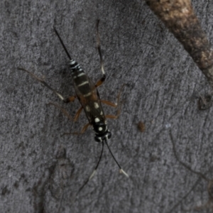 Xanthocryptus novozealandicus at Bruce, ACT - 11 Nov 2021