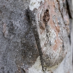 Conoeca guildingi (A case moth) at Bruce, ACT - 10 Nov 2021 by AlisonMilton