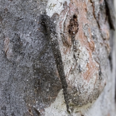 Conoeca guildingi (A case moth) at Bruce, ACT - 11 Nov 2021 by AlisonMilton