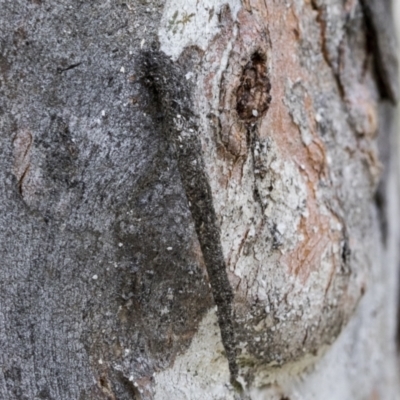 Conoeca guildingi (A case moth) at Bruce, ACT - 10 Nov 2021 by AlisonMilton