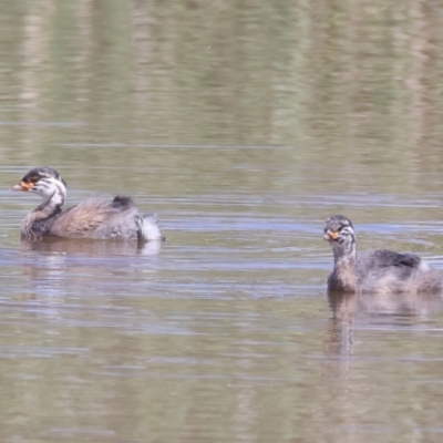Tachybaptus novaehollandiae (Australasian Grebe) at Jerrabomberra, ACT - 11 Nov 2021 by jb2602