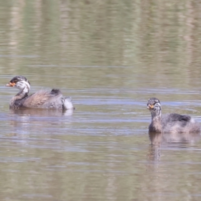 Tachybaptus novaehollandiae (Australasian Grebe) at Jerrabomberra, ACT - 11 Nov 2021 by jbromilow50