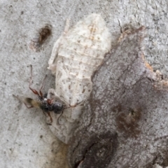 Dryinidae (family) (Unidentified dryinid wasp) at Bruce, ACT - 10 Nov 2021 by AlisonMilton