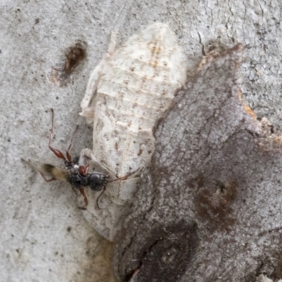 Dryinidae (family) (Unidentified dryinid wasp) at Bruce, ACT - 10 Nov 2021 by AlisonMilton