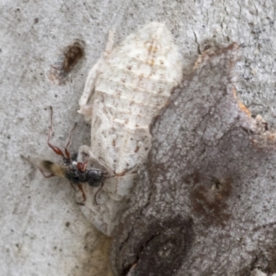 Dryinidae (family) (Unidentified dryinid wasp) at Bruce Ridge to Gossan Hill - 10 Nov 2021 by AlisonMilton