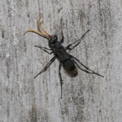 Fabriogenia sp. (genus) (Spider wasp) at Scullin, ACT - 31 Oct 2021 by AlisonMilton