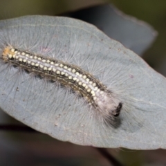 Uraba lugens (Gumleaf Skeletonizer) at Higgins, ACT - 11 Nov 2021 by AlisonMilton