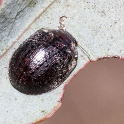 Trachymela sp. (genus) (Brown button beetle) at Hawker, ACT - 11 Nov 2021 by AlisonMilton
