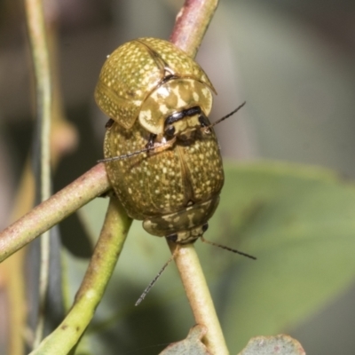 Paropsisterna cloelia (Eucalyptus variegated beetle) at Higgins, ACT - 11 Nov 2021 by AlisonMilton