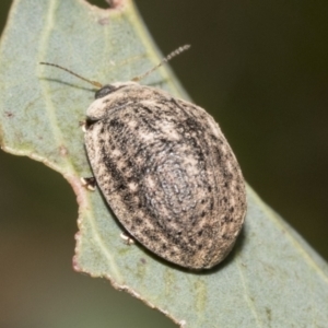 Trachymela sp. (genus) at Higgins, ACT - 11 Nov 2021