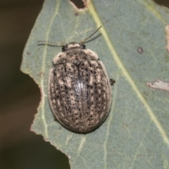 Trachymela sp. (genus) at Higgins, ACT - 11 Nov 2021