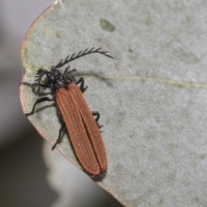 Porrostoma rhipidium at Higgins, ACT - 11 Nov 2021