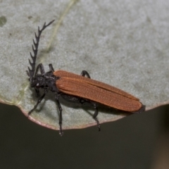 Porrostoma rhipidium at Higgins, ACT - 11 Nov 2021