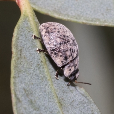 Trachymela sp. (genus) (Brown button beetle) at Higgins, ACT - 11 Nov 2021 by AlisonMilton