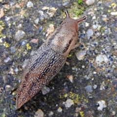 Ambigolimax sp. (valentius and waterstoni) (Striped Field Slug) at Crooked Corner, NSW - 4 Nov 2021 by Milly
