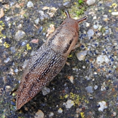 Ambigolimax nyctelia (Striped Field Slug) at Crooked Corner, NSW - 4 Nov 2021 by Milly