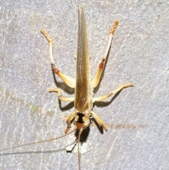 Gryllacrididae (family) (Wood, Raspy or Leaf Rolling Cricket) at Jerrabomberra, NSW - 12 Nov 2021 by SteveBorkowskis