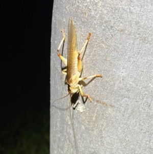 Gryllacrididae (family) at Jerrabomberra, NSW - 12 Nov 2021