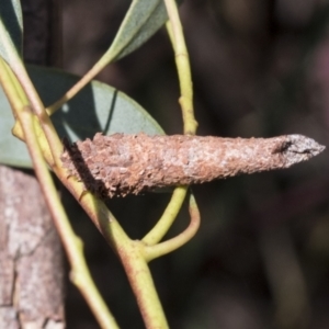 Lepidoscia (genus) IMMATURE at Higgins, ACT - 11 Nov 2021