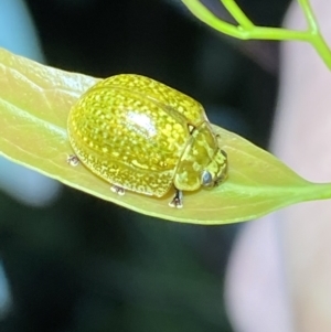 Paropsisterna cloelia at Jerrabomberra, NSW - 12 Nov 2021 10:52 PM