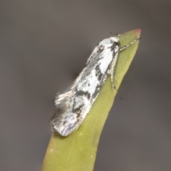 Eusemocosma pruinosa (Philobota Group Concealer Moth) at Scullin, ACT - 31 Oct 2021 by AlisonMilton