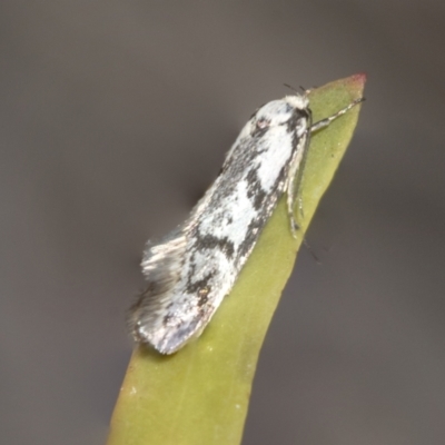 Eusemocosma pruinosa (Philobota Group Concealer Moth) at Scullin, ACT - 31 Oct 2021 by AlisonMilton