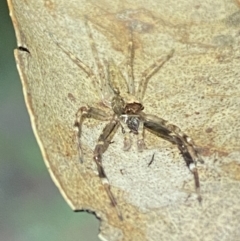 Helpis minitabunda (Threatening jumping spider) at Jerrabomberra, NSW - 12 Nov 2021 by Steve_Bok