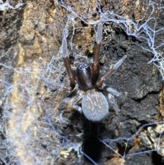 Badumna insignis (Black House Spider) at Jerrabomberra, NSW - 12 Nov 2021 by SteveBorkowskis
