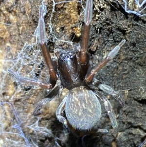 Badumna insignis at Jerrabomberra, NSW - 12 Nov 2021