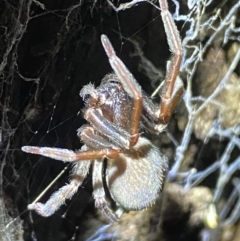 Badumna insignis at Jerrabomberra, NSW - 12 Nov 2021