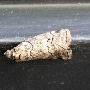 Corula geometroides at Higgins, ACT - 3 Nov 2021 11:54 AM