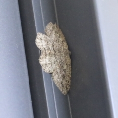 Ectropis (genus) (An engrailed moth) at Higgins, ACT - 3 Nov 2021 by AlisonMilton