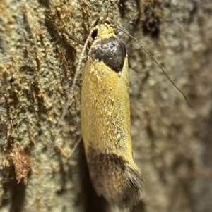 Merocroca automima at Jerrabomberra, NSW - 12 Nov 2021