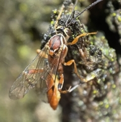 Ichneumonidae (family) (Unidentified ichneumon wasp) at Jerrabomberra, NSW - 12 Nov 2021 by Steve_Bok