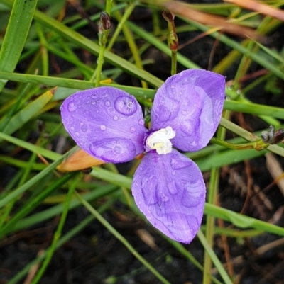 Unidentified Lily or Iris at Cape Conran, VIC - 7 Nov 2021 by drakes