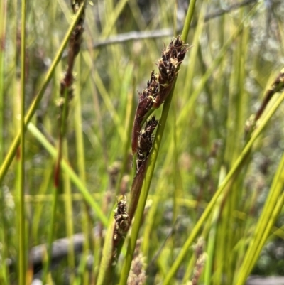 Baumea rubiginosa (Soft Twig-rush) at Tharwa, ACT - 8 Nov 2021 by JaneR
