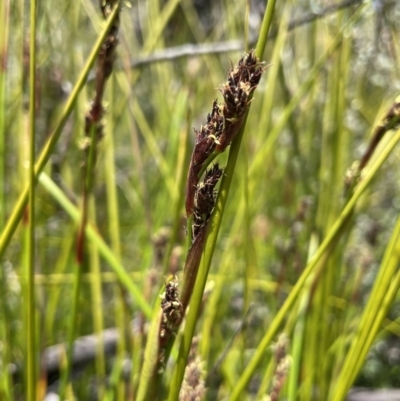 Machaerina rubiginosa (Soft Twig-rush) at Tharwa, ACT - 8 Nov 2021 by JaneR