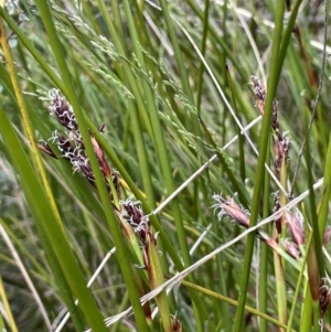 Baumea rubiginosa at Tharwa, ACT - 8 Nov 2021