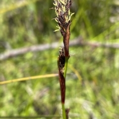 Baumea rubiginosa at Tharwa, ACT - 8 Nov 2021