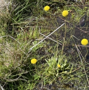 Craspedia variabilis at Paddys River, ACT - 11 Nov 2021