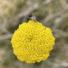 Craspedia variabilis at Paddys River, ACT - suppressed