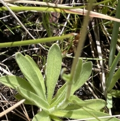 Craspedia variabilis at Paddys River, ACT - suppressed