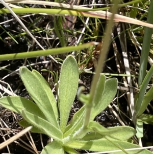 Craspedia variabilis at Paddys River, ACT - 11 Nov 2021