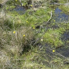 Craspedia variabilis at Paddys River, ACT - 11 Nov 2021