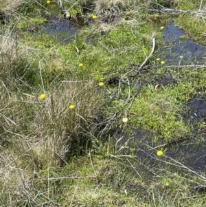 Craspedia variabilis at Paddys River, ACT - suppressed