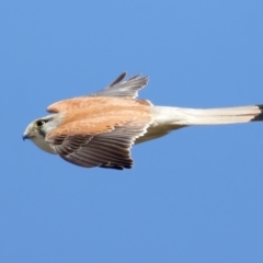 Falco cenchroides (Nankeen Kestrel) at Jerrabomberra, ACT - 11 Nov 2021 by jb2602
